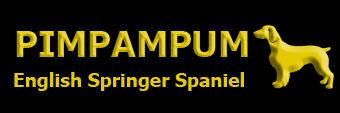 Logo Springer Spaniel